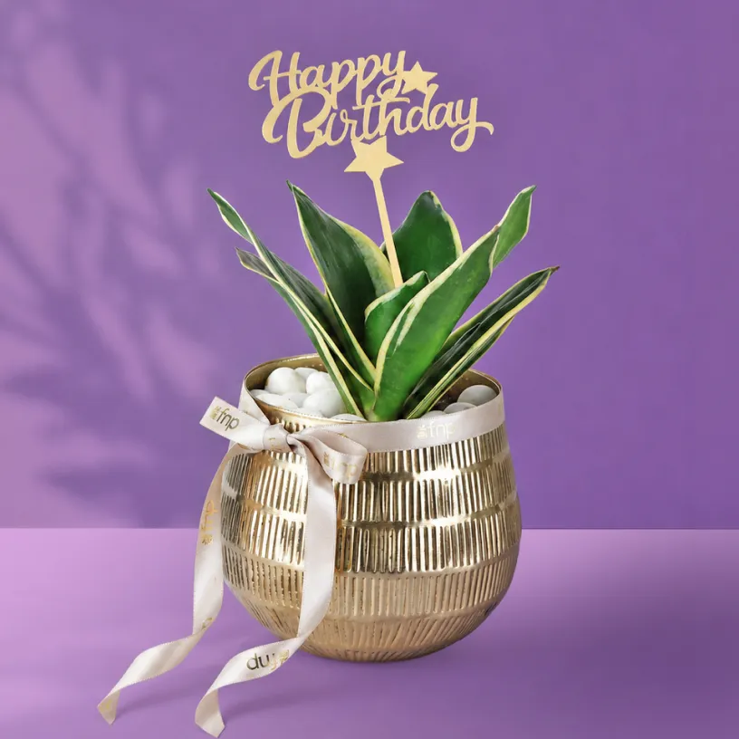 Indoor Plants