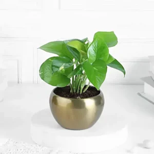 Money Plant